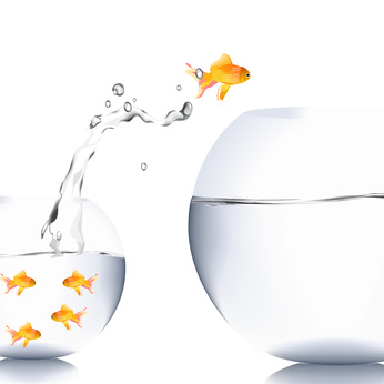 fish jump to the big aquarium