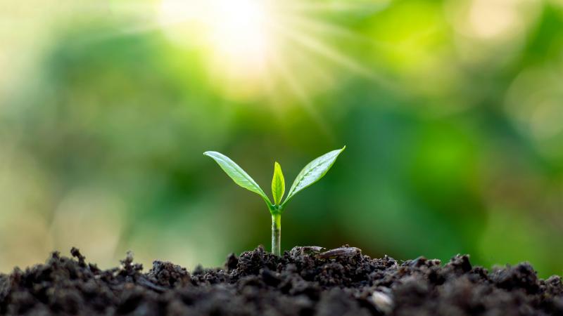 sprout growing through soil